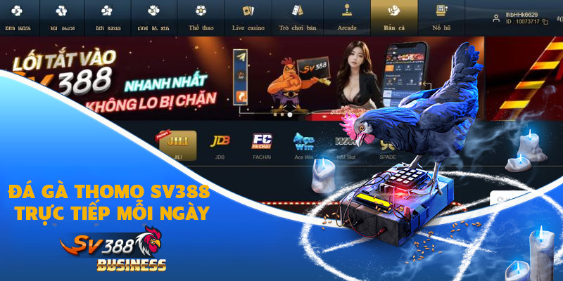 Đá gà thomo Sv388 thực sự đang trải nghiệm